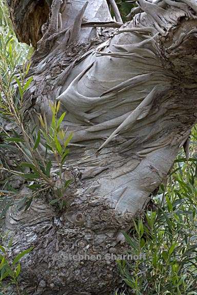 eucalyptus kybeanensis 1 graphic